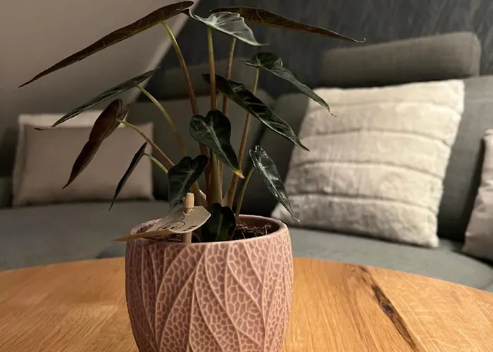 Kempkens -hochwertig & Modern Lejlighed *